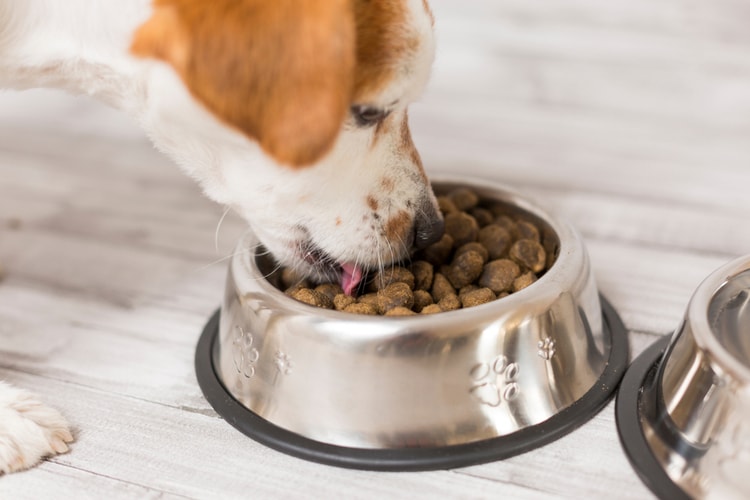 Best dog foods in 2020 that they’ll love