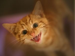kitten-orange-meowing