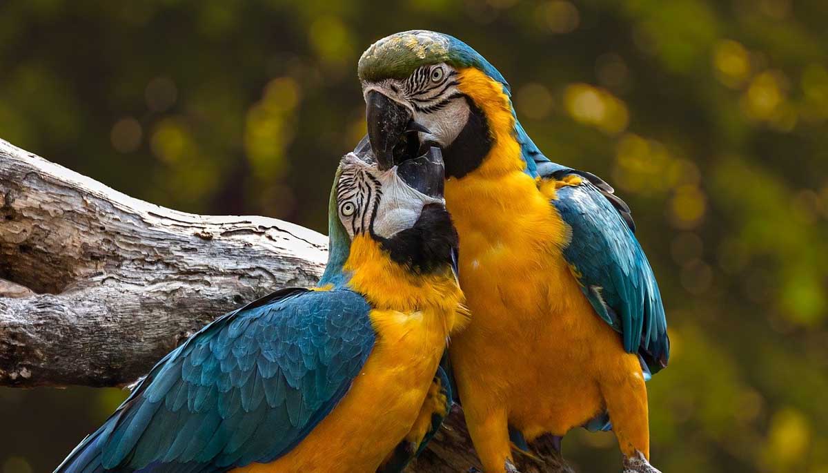 macaw parrot