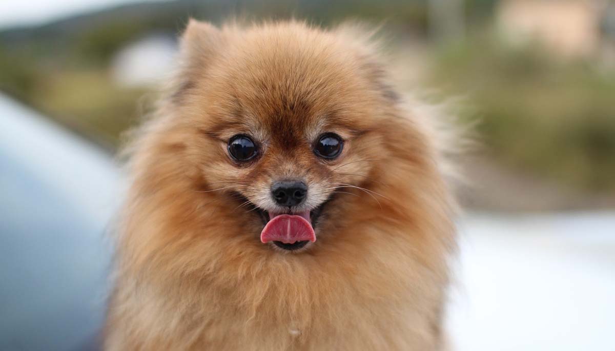 Angry Pomeranian