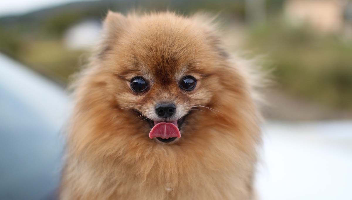 Angry Pomeranian 